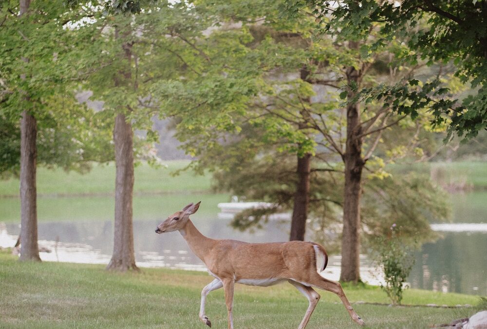 Points of Interest in Woodland Lake